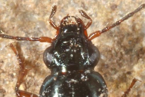 Réf. 198 132 : Bembidion decorum